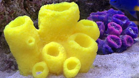 How To Reproduce a Sea Sponge using Liquid Plastic