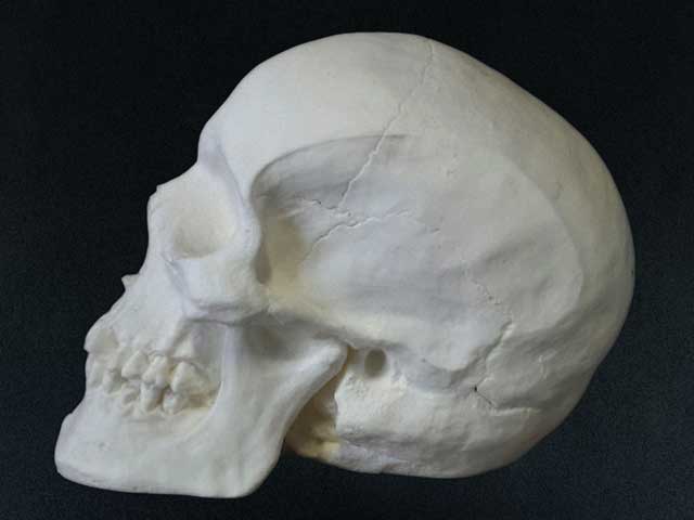 Human Skull Side