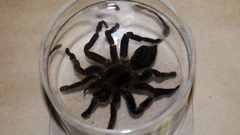 How To Preserve a Tarantula Specimen for Posterity