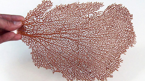 How To Use Equinox™ Putty to Replicate a Sea Fan