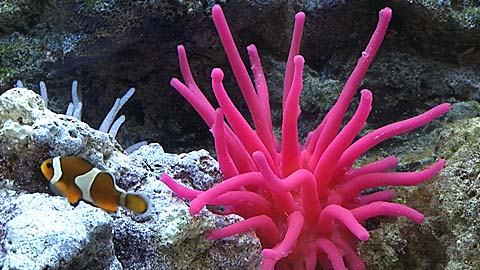 How To Make a Sea Anemone Using Smooth-On Silicone