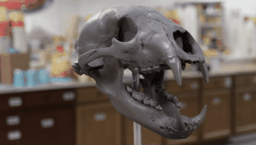 Cold Casting a Bear Skull Using Urethane Resin and Nickel Silver Powder